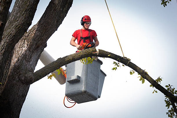 Professional  Tree Services in Holly Ridge, NC